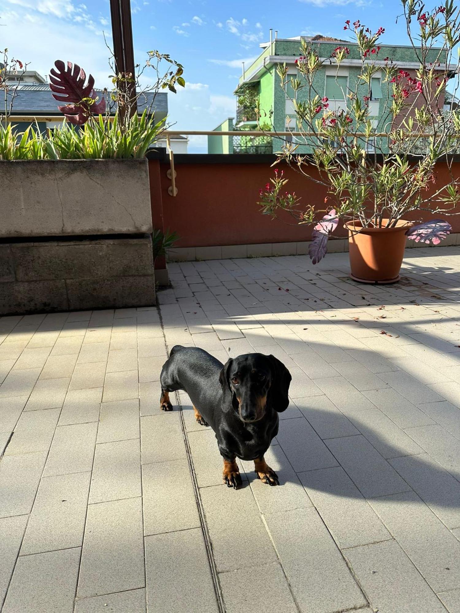 Meraviglioso Super Attico Con Terrazza Milão Exterior foto